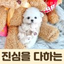 퍼피캣 강아지분양 인천루원시티점 네이버블로그
