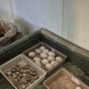 신기부화장 이미지