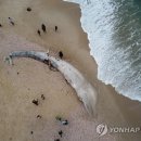 고래수염 이미지