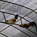 우농타조농장 이미지