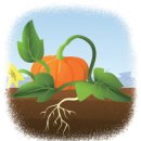 호박넝쿨 이미지