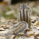 람쥐야 도토리 이미지