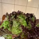 비룡로33번길1 | [9월스위스(3)]그린델발트 : 융프라우🗻☃️•멘리헨33번길 인생 풍경을 만나다❤️천국인게 분명🥹