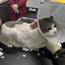 함께냥 평택점 | [안성 평택 고양이 미용] 만족스러운 첫 미용 함께냥평택점 후기 !!