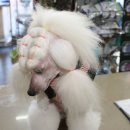 이브애견샵 이미지