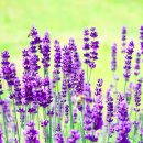 라벤더약국 이미지