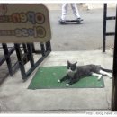 개거품그루밍 이미지