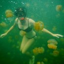 세계의 명소와 풍물 149 팔라우 공화국의 에일 말크 섬에 있는 해파리호수(Jellyfish Lake) 이미지