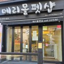 부산 사직동 애견미용 포메 라이언컷 후기
