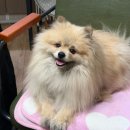 강서구자원봉사센터 | [부산동물보호센터] 유기견봉사후기 2026.3 ③(+입양후기)