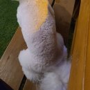 강릉냉면일번지 | 세인트존스호텔 애견동반맛집 강릉한우타운 (내돈내산)