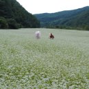 맹개마을 이미지