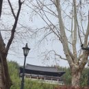 죽녹원 | 담양 여행 필수 코스 죽녹원 직접 다녀온 후기 (대나무숲 힐링 + 전망대 뷰까지 완벽)