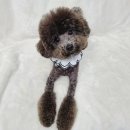 오로라펫 이미지