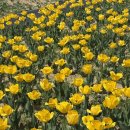 (주)공감 | 안동 튤립 명소 안동포타운 후기 안동포전시관 세대공감 페스타