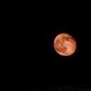 코모레비 이미지