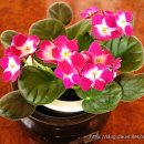 바이올렛 이미지