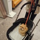 라운지펫 | 스타필드 운정 :: 강아지 개모차 대여, 펫라운지 솔직후기