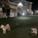 퍼피스테이 온수수영장 애견펜션 이미지