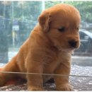 도그마루 동물병원 이미지