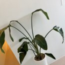 가온비스 이미지