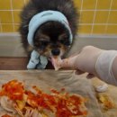 으르렁대 이미지