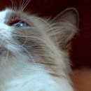 닥터펫동물의료센터 이미지