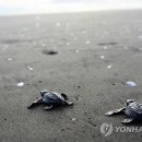 (주)거북 이미지