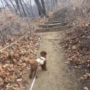 정발산공원 | 정발산(경기 고양) 겨울 등산_12월, 강아지 산책