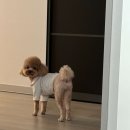 개이쁨샵 이미지