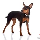 도그마루(왕십리점) 이미지