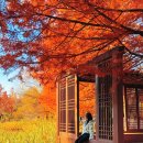 레미엣나 (주) 연꽃향기 | 이번주 가장 예쁜 11월 가을 국내여행지 전주수목원