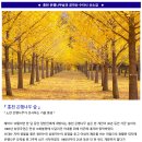 홍천 은행나무숲과 공작산 수타사 산소길 특별트레킹/2022.10.4일(화) 이미지