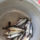 새론민박 이미지