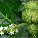 코코비나 이미지