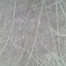 521펫살롱 이미지