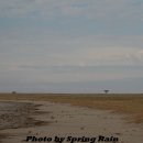 바오밥나무 이미지