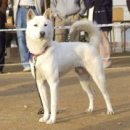 진도개사랑 이미지