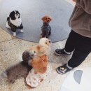출근길 강아지 유치원 이미지