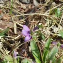 설국펜션 이미지