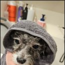 부산애견호텔 강아지유치원 애견미용 맘바이 수영구점 이미지