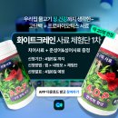 화이트크레인 이미지
