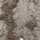 동우농장 | 기다리고 기다린 대극천~. 대극천복숭아 너 얼마만이야~