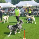 모두의 댕댕이 이미지