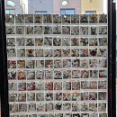 꽃길 걷는 고양이 이미지