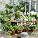 예래동-7 | 힐 제주서귀포카멜리아힐후기 제주도수국 카멜리아힐...카멜리아힐제주 제주예래동 제주도여름여행 아기...
