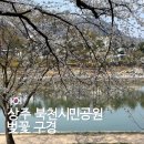 우석여자고등학교 | 상주 북천교 북천시민공원 벚꽃 구경 나들이 2025년 4월 5일 기준