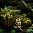 숲속에는 이미지