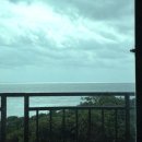 꿈에본꽃돼지 이미지