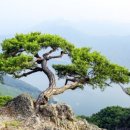 흙과소나무 이미지